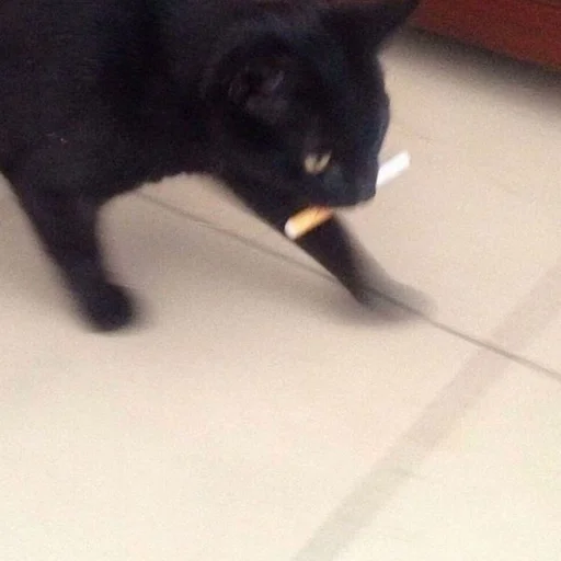 кошки малого и среднего размера чёрная кошка чёрный