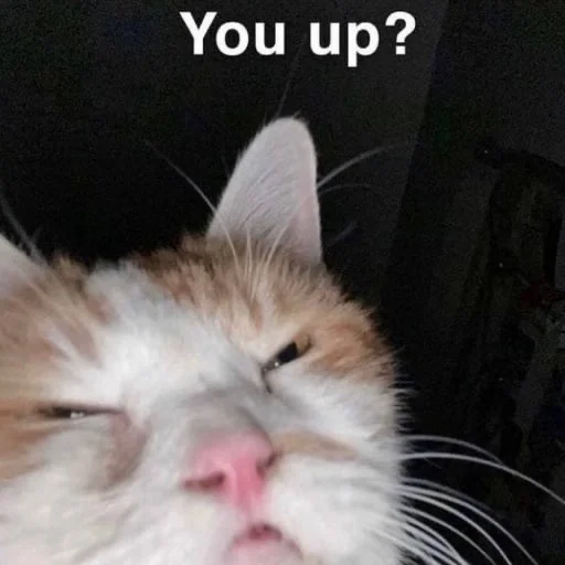 Sticker codswallop - 1