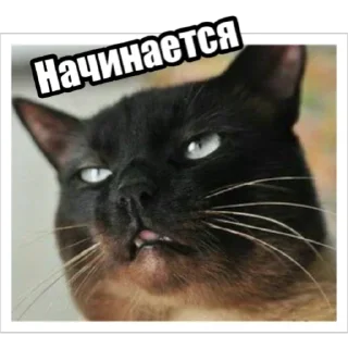 Sticker Экстракт от @colored_emotions - 10