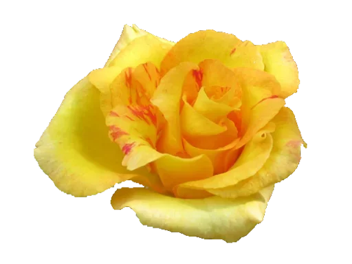 цветок растение лепесток