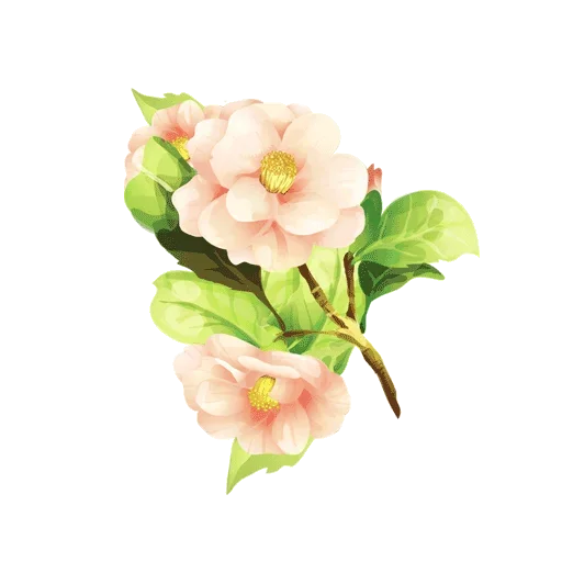 лепесток растение цветок