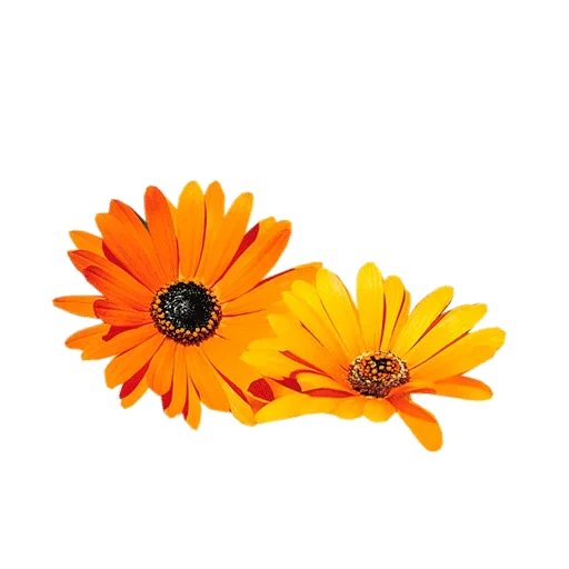 растение цветок Африканская ромашка