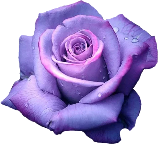 растение цветок лепесток