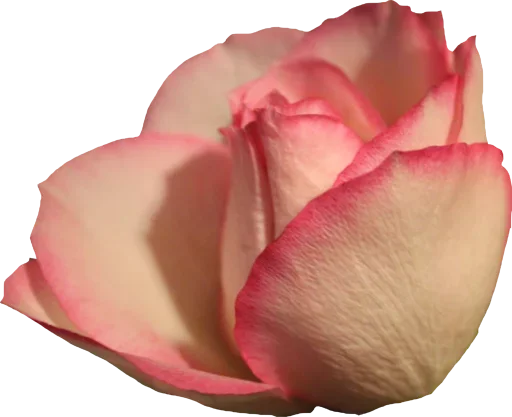 растение цветок розовый