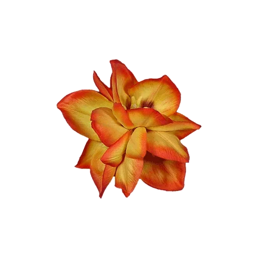 цветок растение лепесток