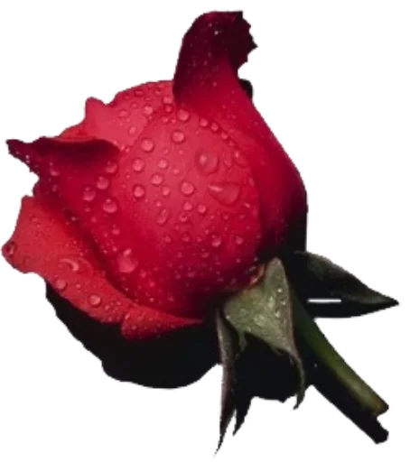 цветок растение лепесток