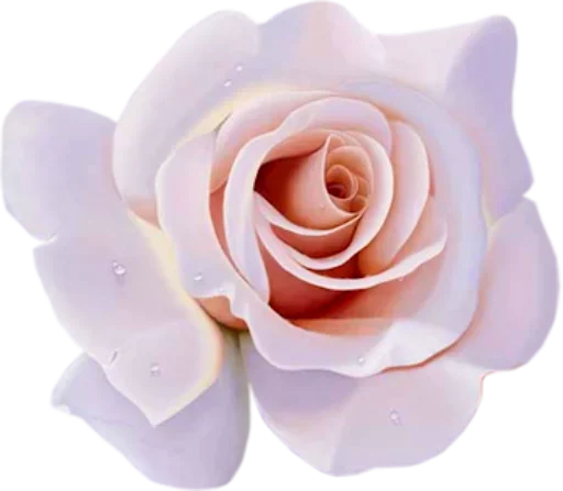 растение цветок роза