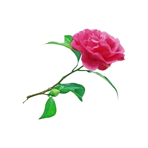 растение цветок лепесток