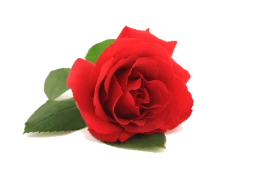 растение цветок садовые розы