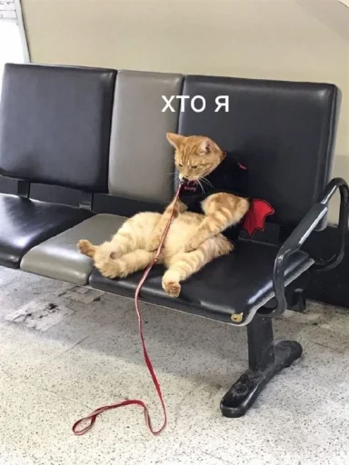 собака животное сеанс