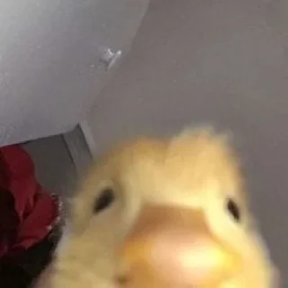 Стикер 🥸 @conaliinser - 5