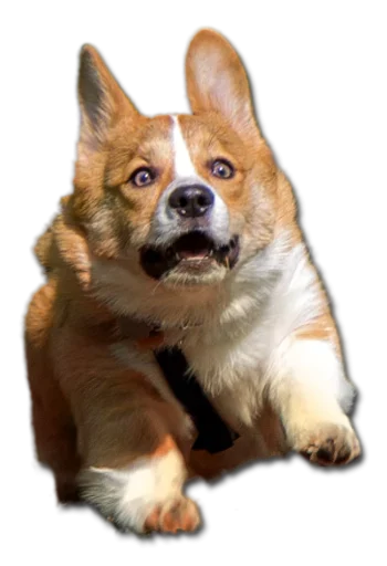 Стикер Конгратулейшен - 10