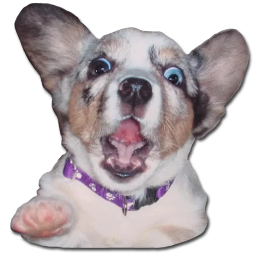 Стикер Конгратулейшен - 8