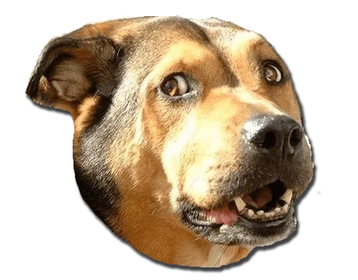 Стикер Конгратулейшен - 6