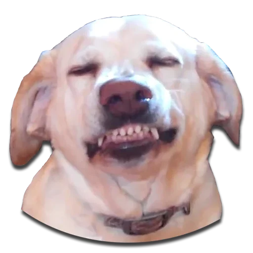 Стикер Конгратулейшен - 3