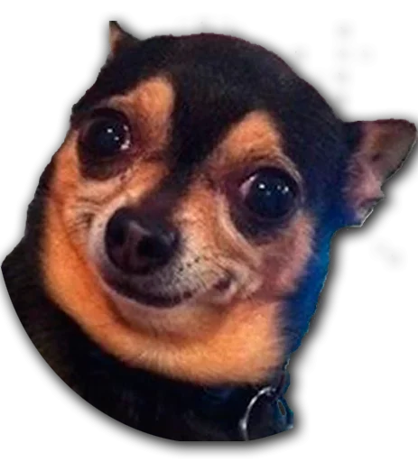 Стикер Конгратулейшен - 2