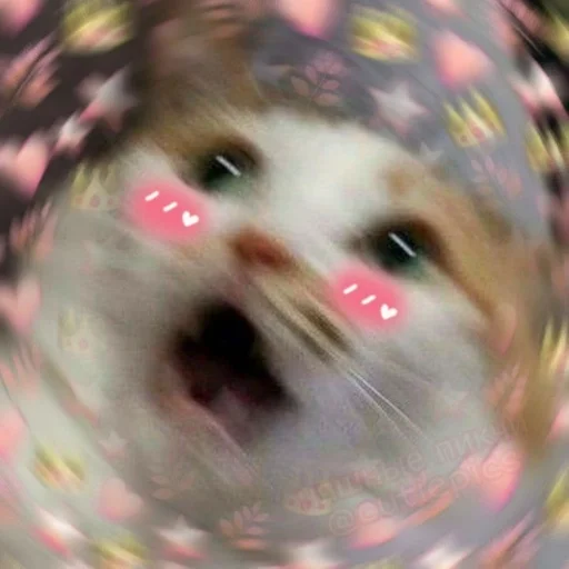 млекопитающее животное кошка