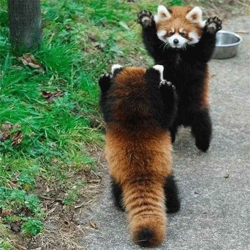 животное млекопитающее меньшая панда