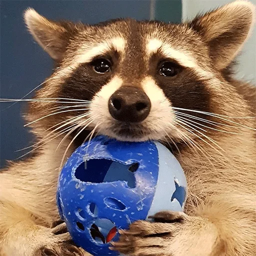 енот животное мяч