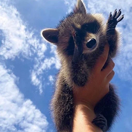 небо облако животное