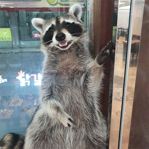 raccoon animal mammal