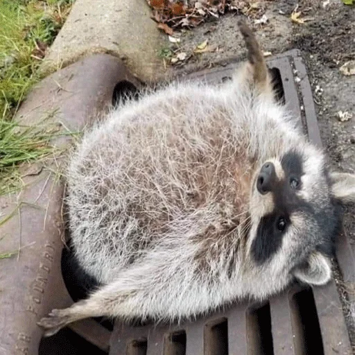 animal mammal raccoon