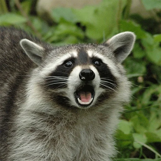 animal mammal raccoon