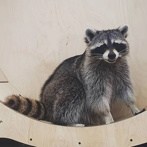 animal raccoon mammal