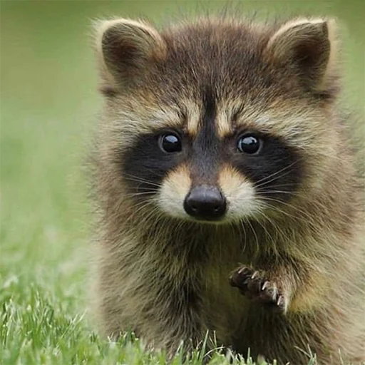 animal mammal raccoon