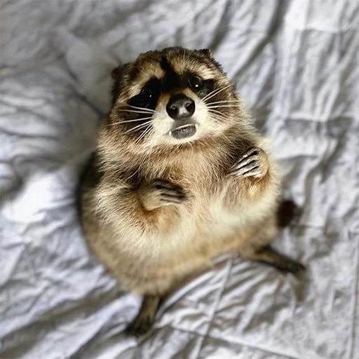 animal mammal raccoon