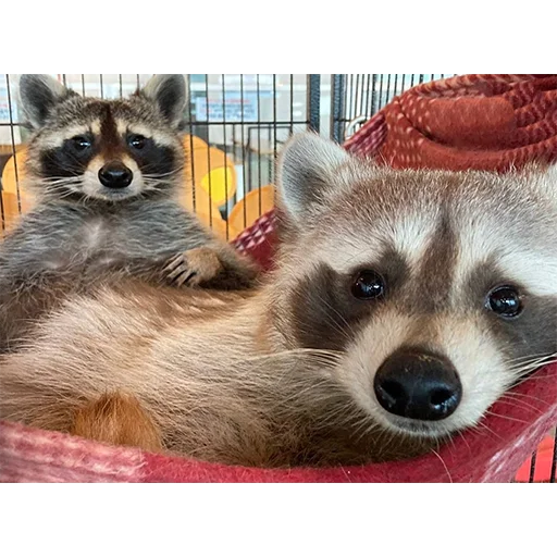 животное млекопитающее енот