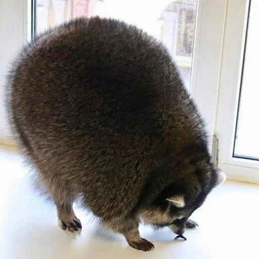 животное енот млекопитающее