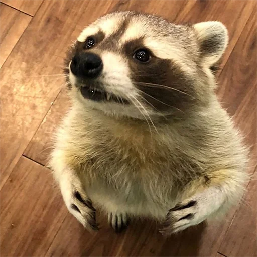 животное млекопитающее енот