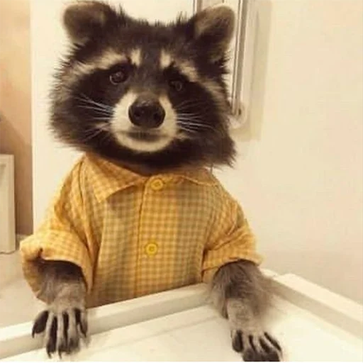 млекопитающее животное енот