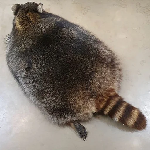 животное млекопитающее енот