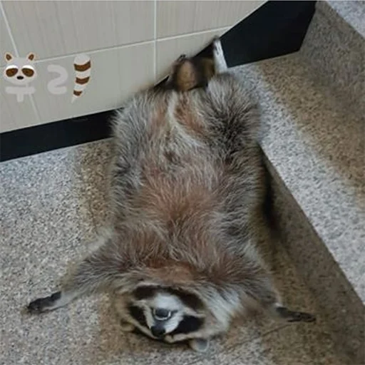 животное млекопитающее мех