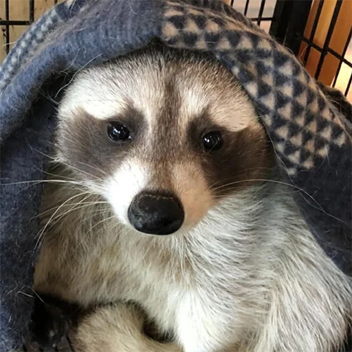 животное млекопитающее рыло