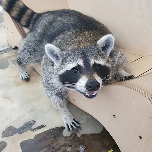 животное млекопитающее енот