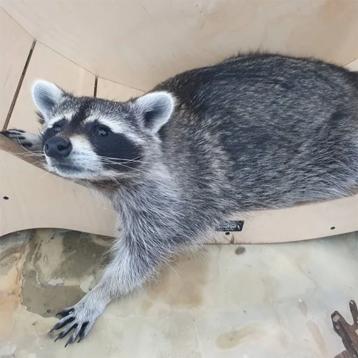 животное млекопитающее енот