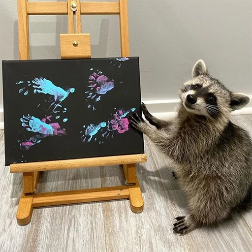 енот животное procyonidae