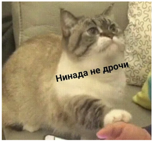 млекопитающее животное кошка