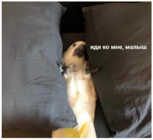 домашнее животное животное комнатный