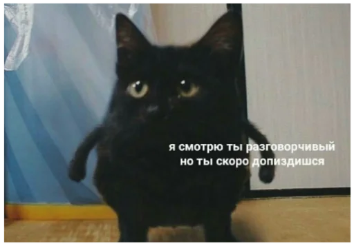 small to medium-sized cats animal cat