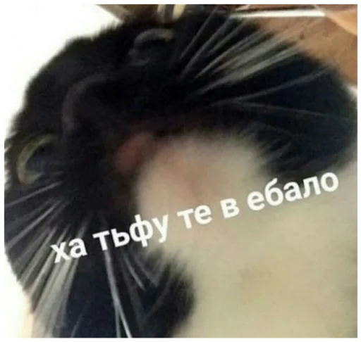 животное млекопитающее усы