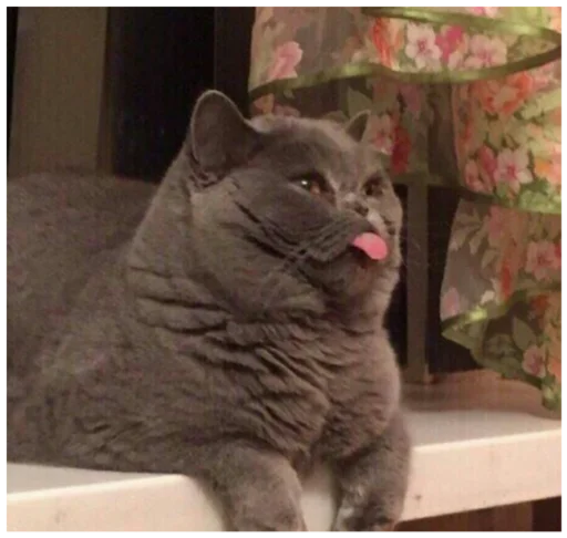 кошка кошки малого и среднего размера домашняя кошка