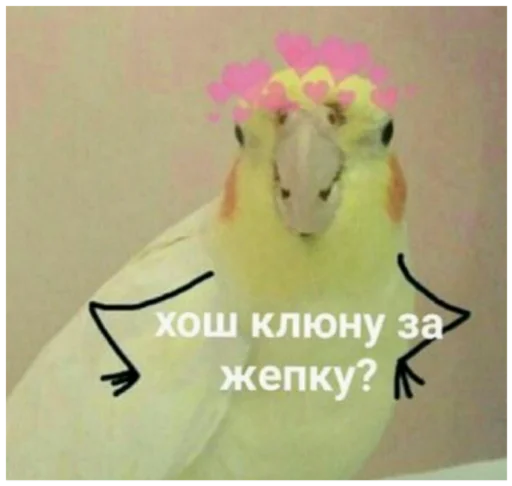 птица попугай животное