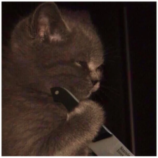 mammal small to medium-sized cats animal