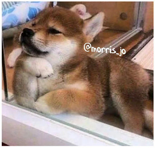 млекопитающее животное домашнее животное