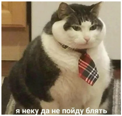 кошка галстук животное