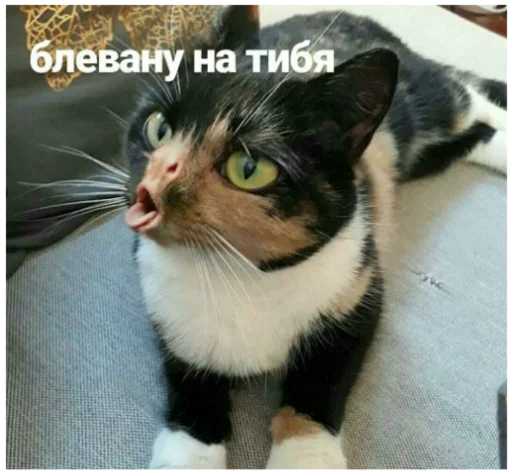 млекопитающее животное кошка